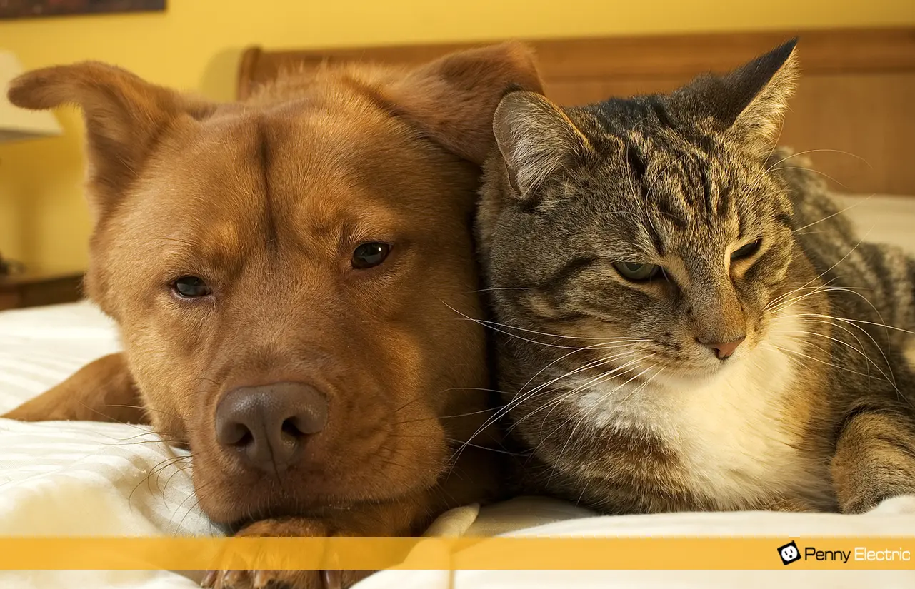 pe_blog-pets