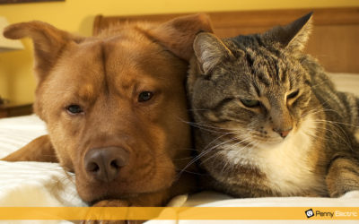 6 Ways to Protect Your Pets From Electrical Hazards